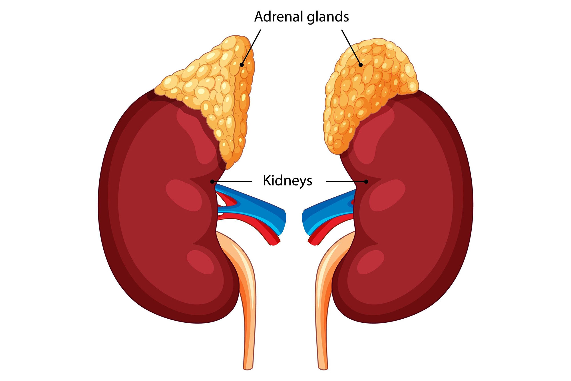 Adrenal Service