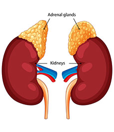 Adrenal Service